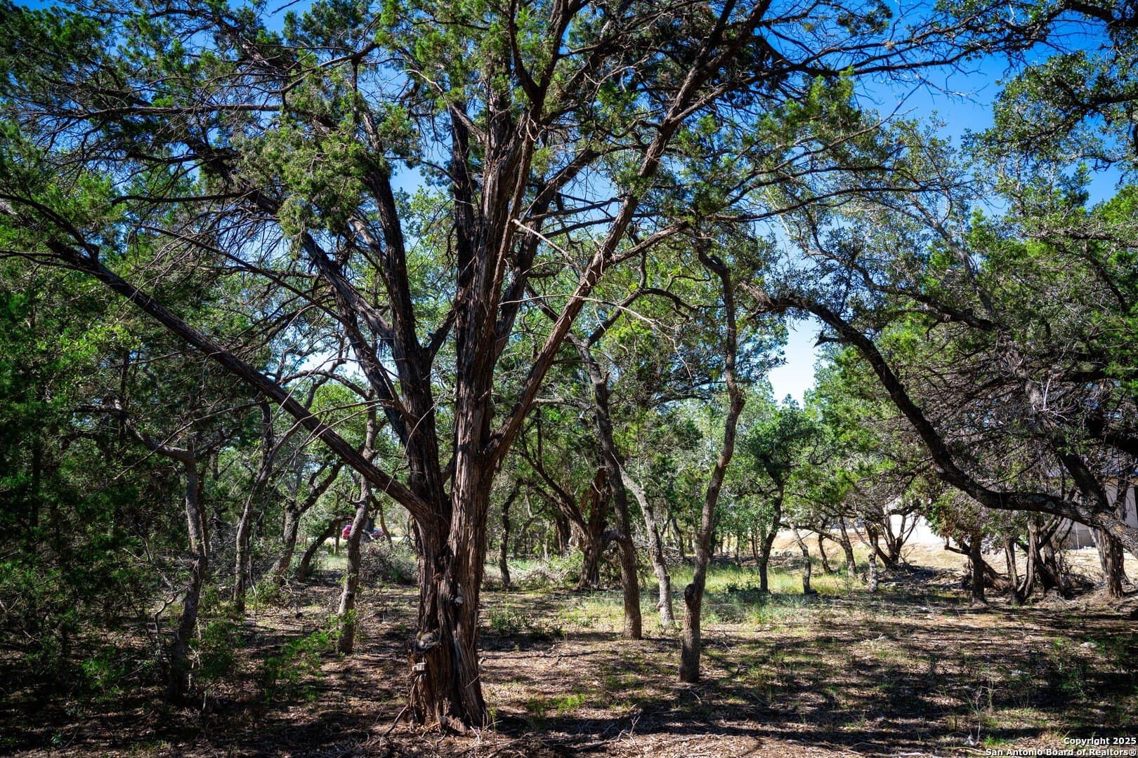 1.03 acres in Comal County - photo 7