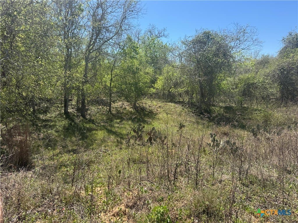 6.1 acres in Guadalupe County gallery image 3
