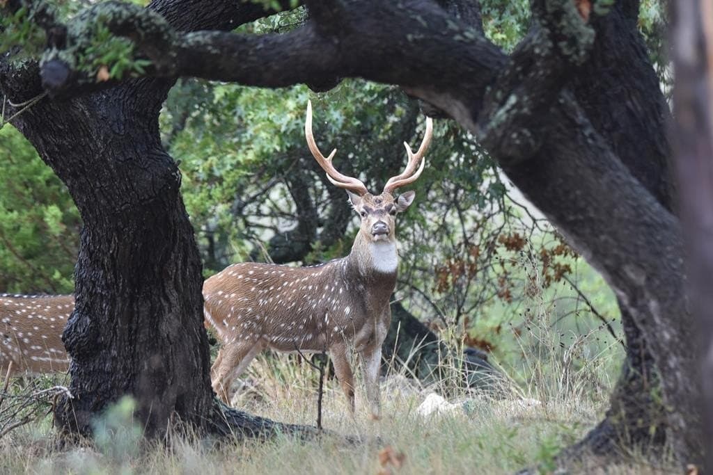 27.11 acres in Gillespie County - photo 73