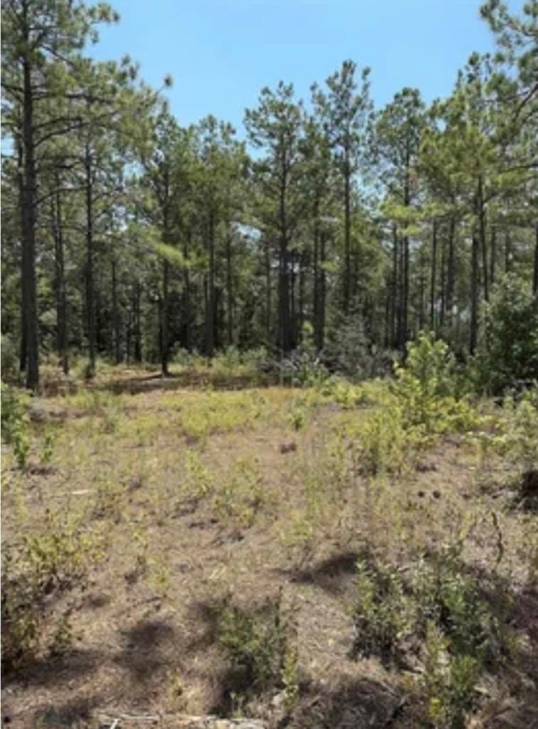 10 acres in Texas County - photo 7