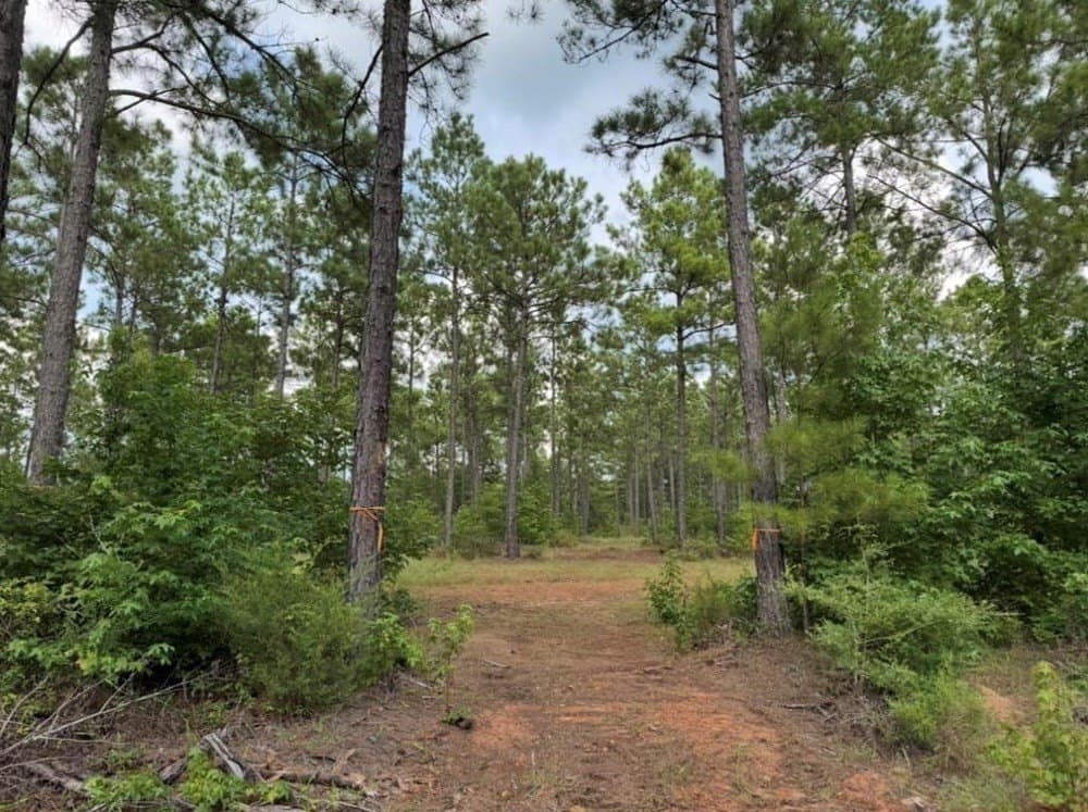10 acres in Texas County - photo 6