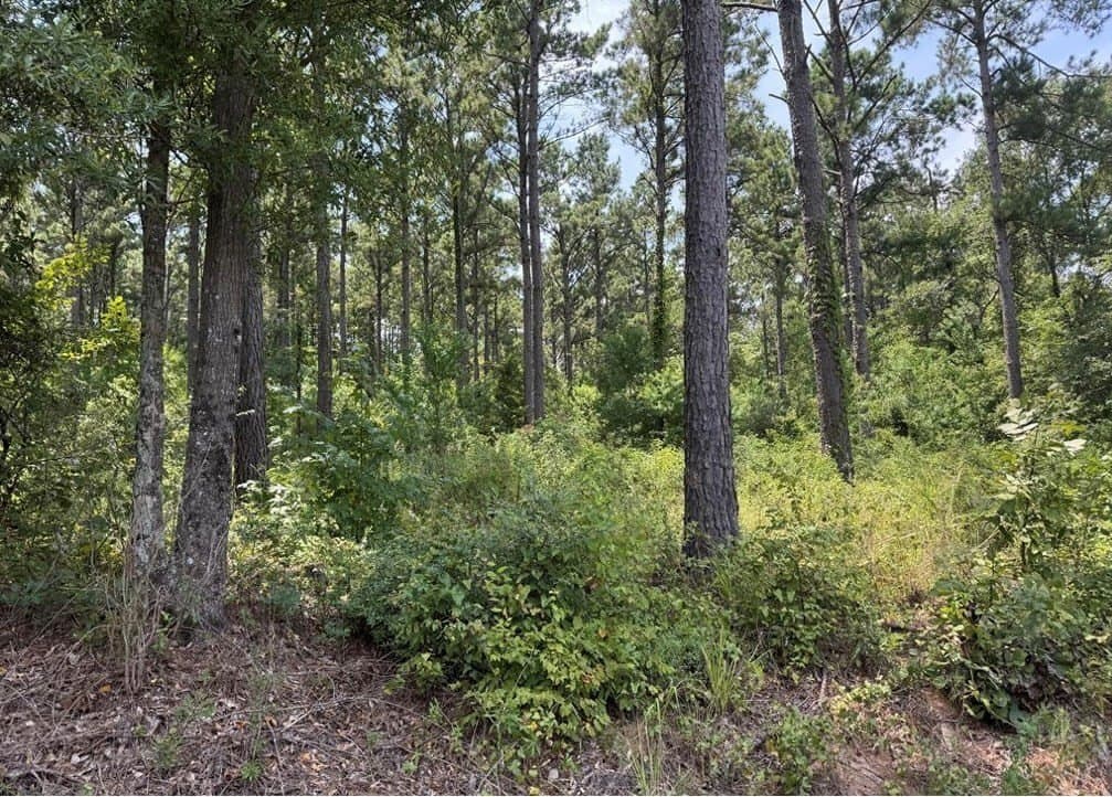 10 acres in Texas County gallery image 4