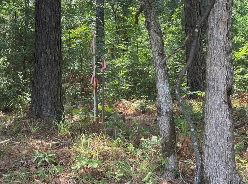10 acres in Texas County gallery image 3