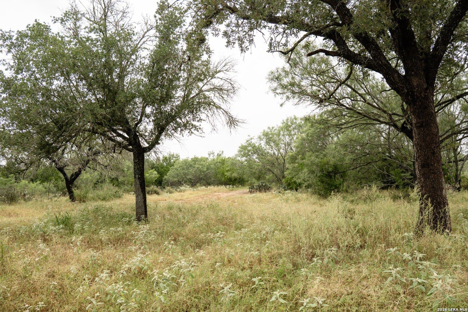 6.15 acres in Atascosa County gallery image 2