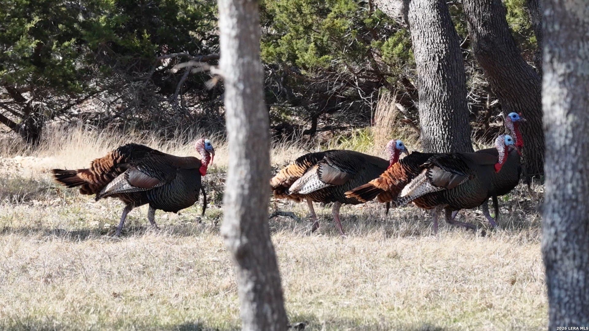5.73 acres in Blanco County - photo 23