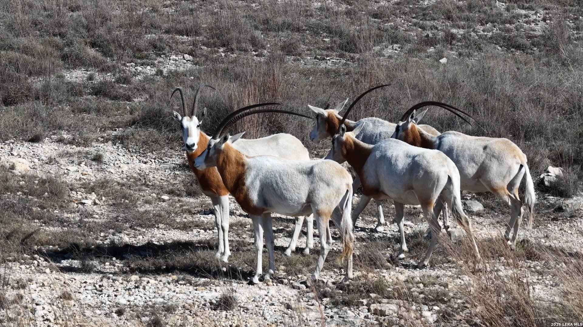 5.73 acres in Blanco County - photo 18
