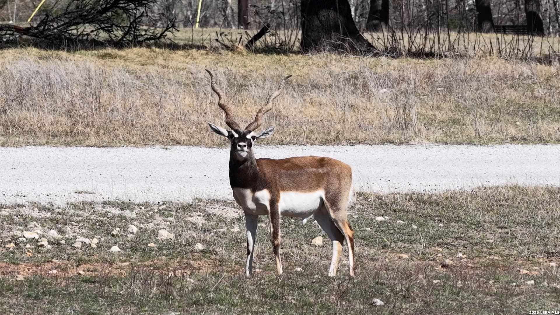 5.73 acres in Blanco County - photo 25