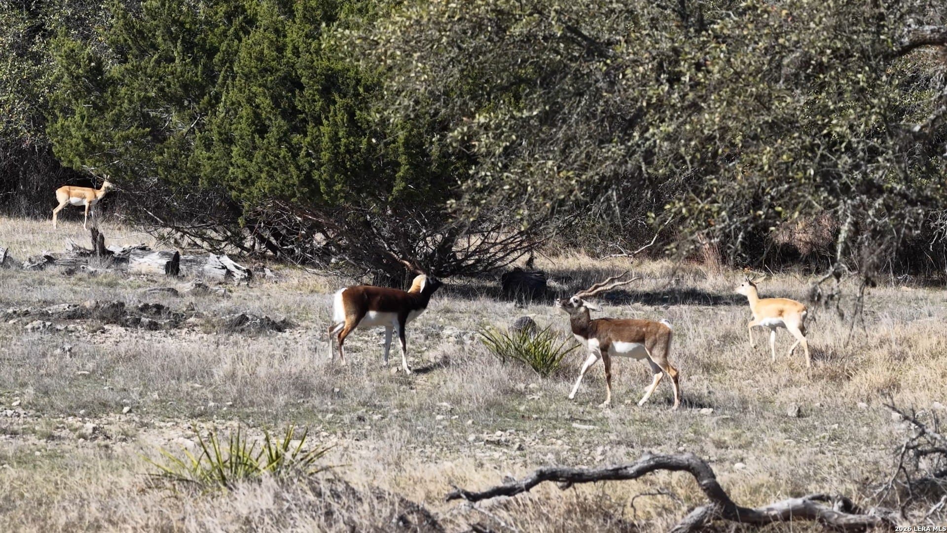 5.73 acres in Blanco County - photo 19