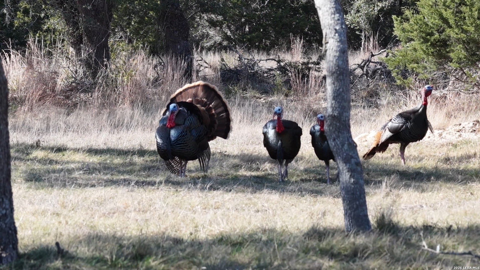 5.73 acres in Blanco County - photo 22