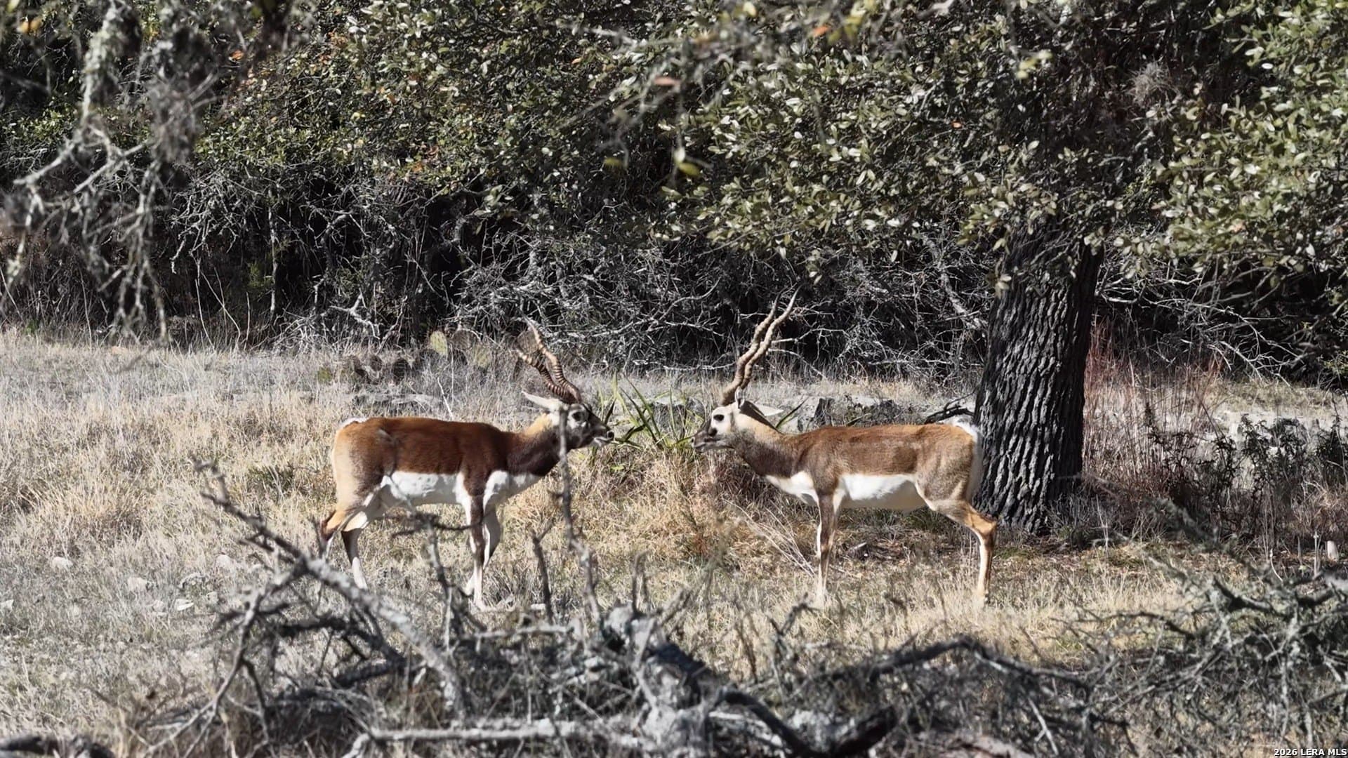 5.73 acres in Blanco County - photo 20