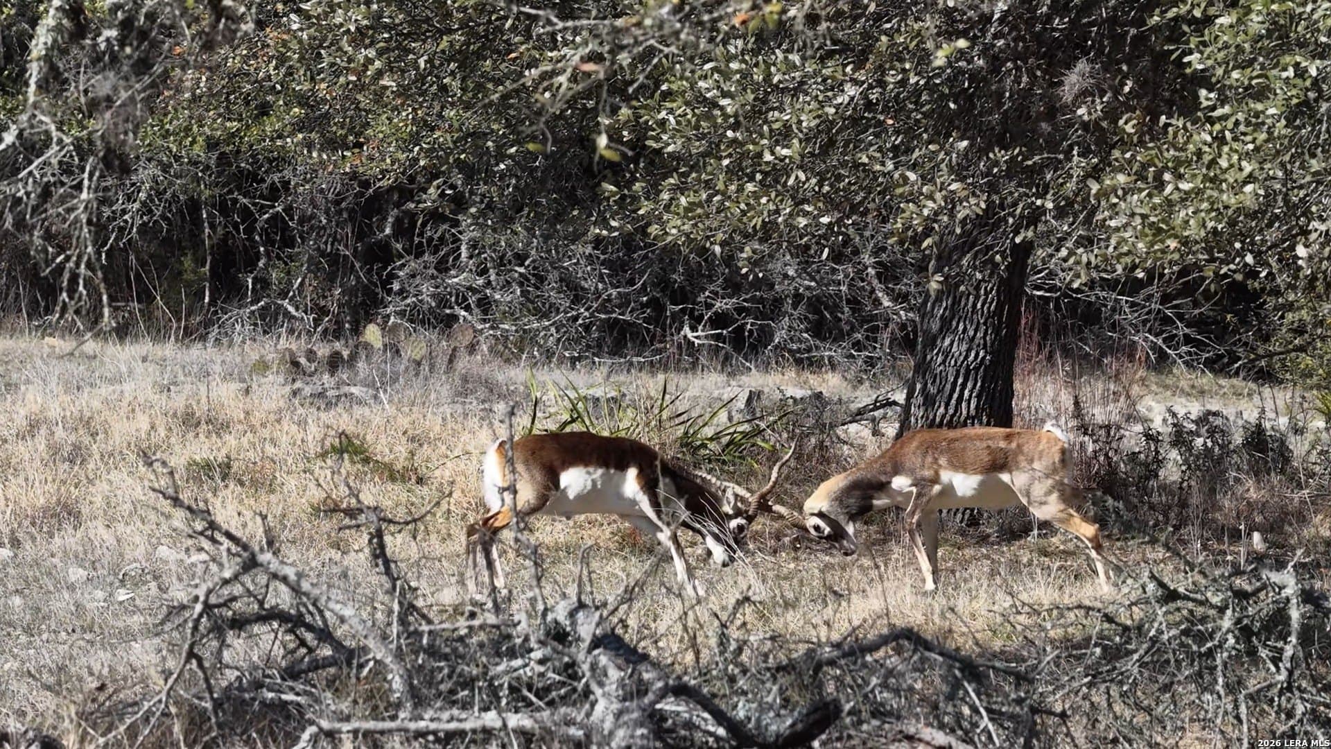 5.73 acres in Blanco County - photo 21