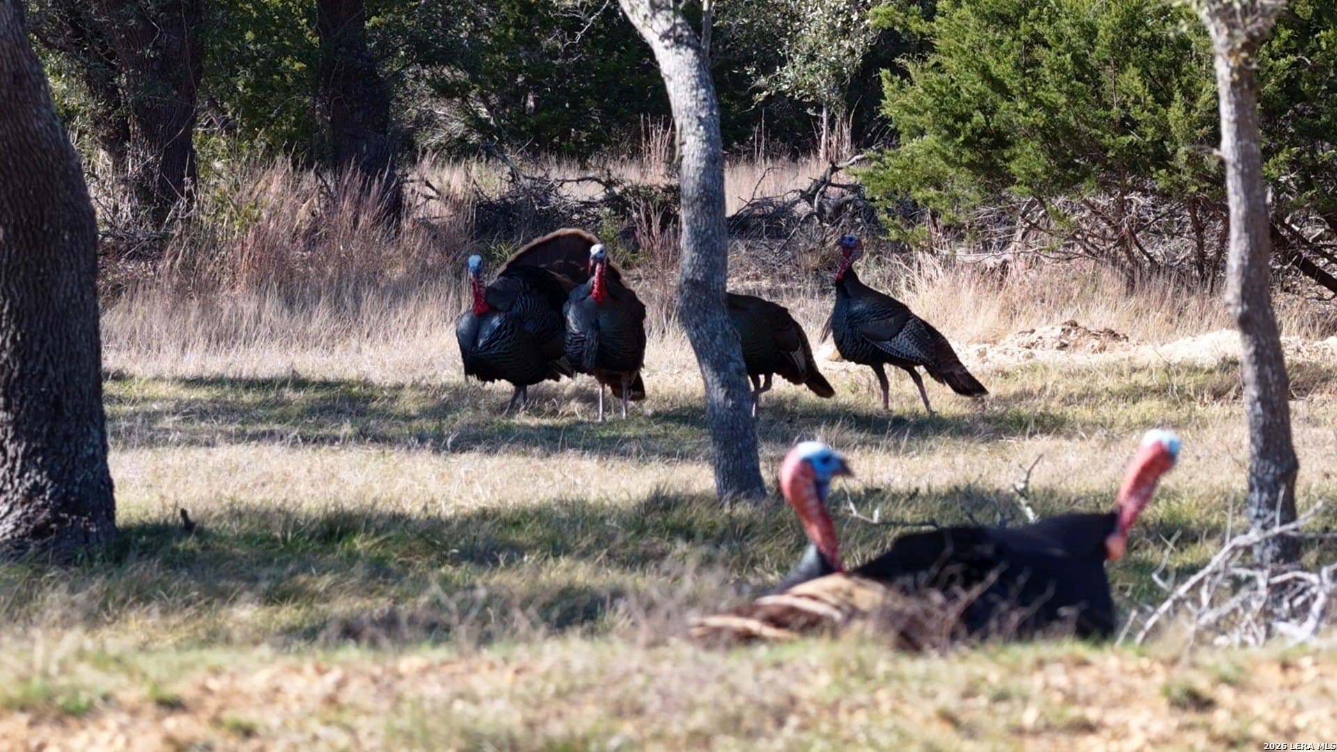 5.73 acres in Blanco County - photo 24