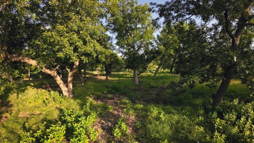 33.36 acres in Gillespie County - photo 6
