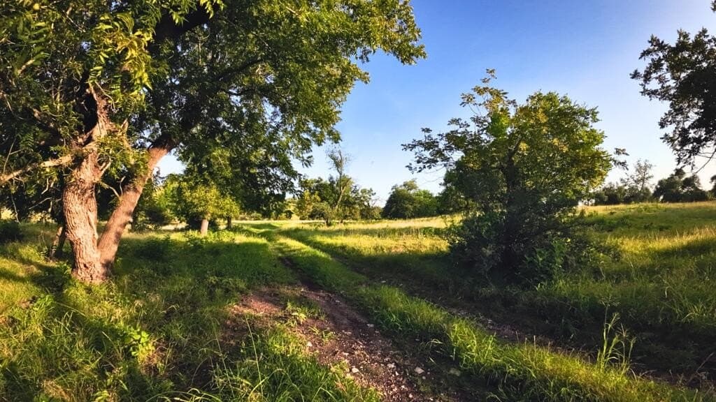 33.36 acres in Gillespie County - photo 8