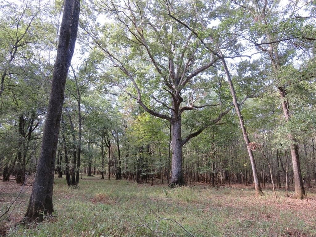 159.7 acres in Nacogdoches County gallery image 3