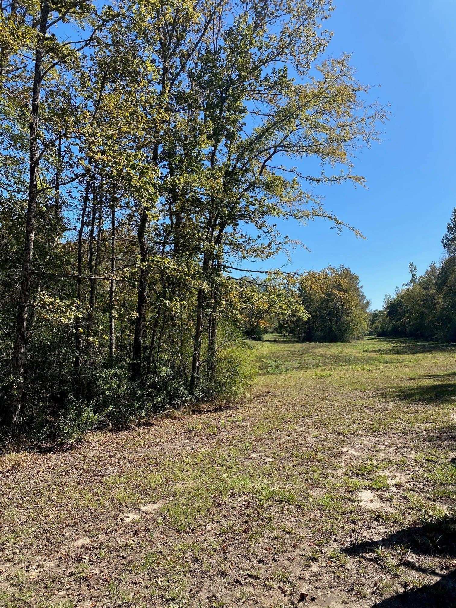 10.94 acres in Leon County - photo 7