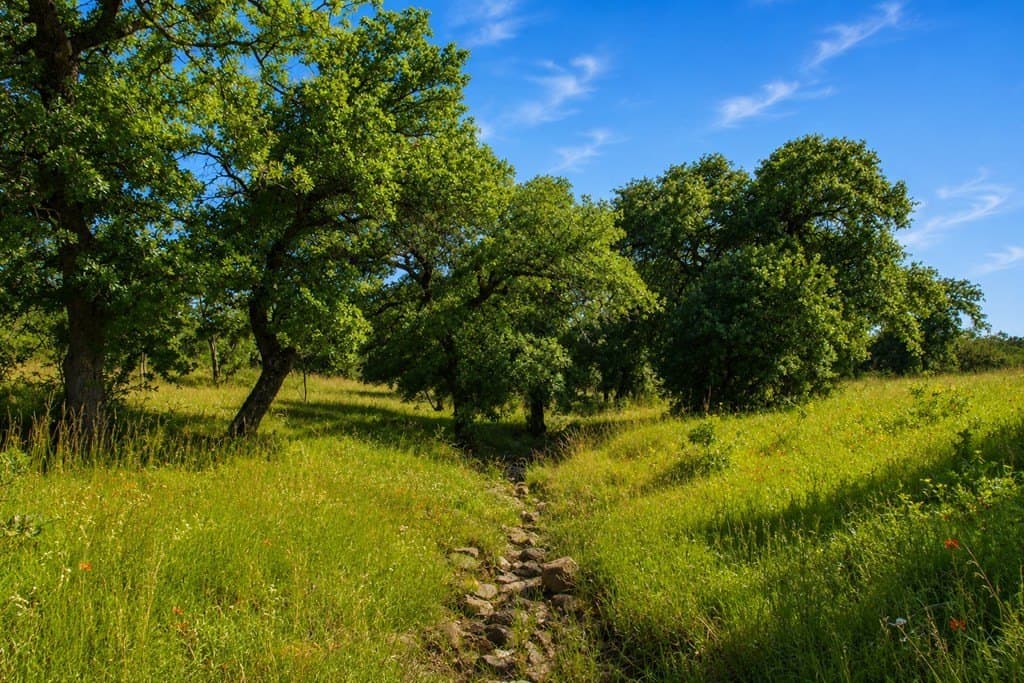 62 acres in Mason County - photo 23