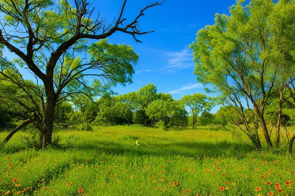 62 acres in Mason County - photo 13