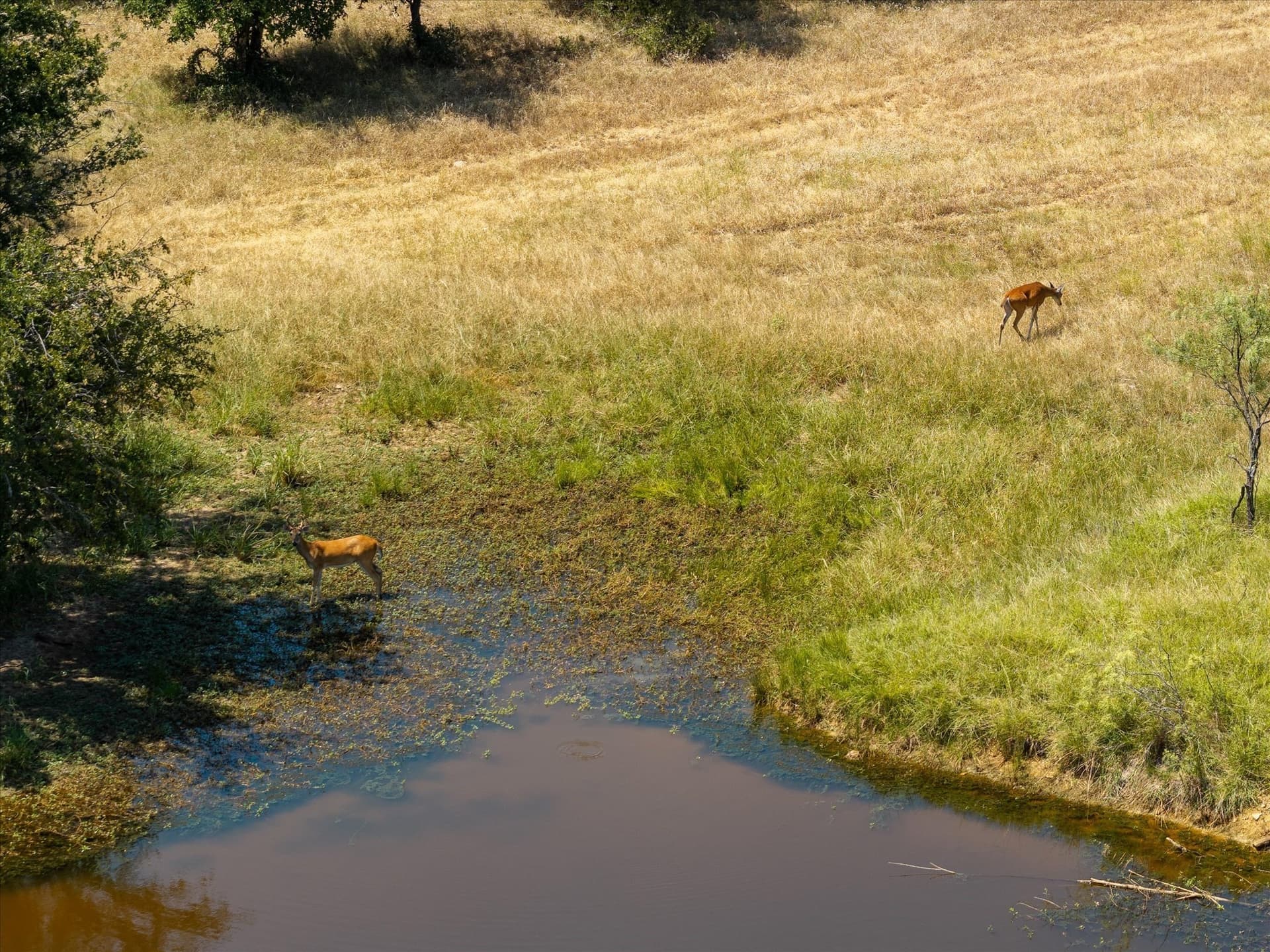 58.22 acres in Erath County - photo 11