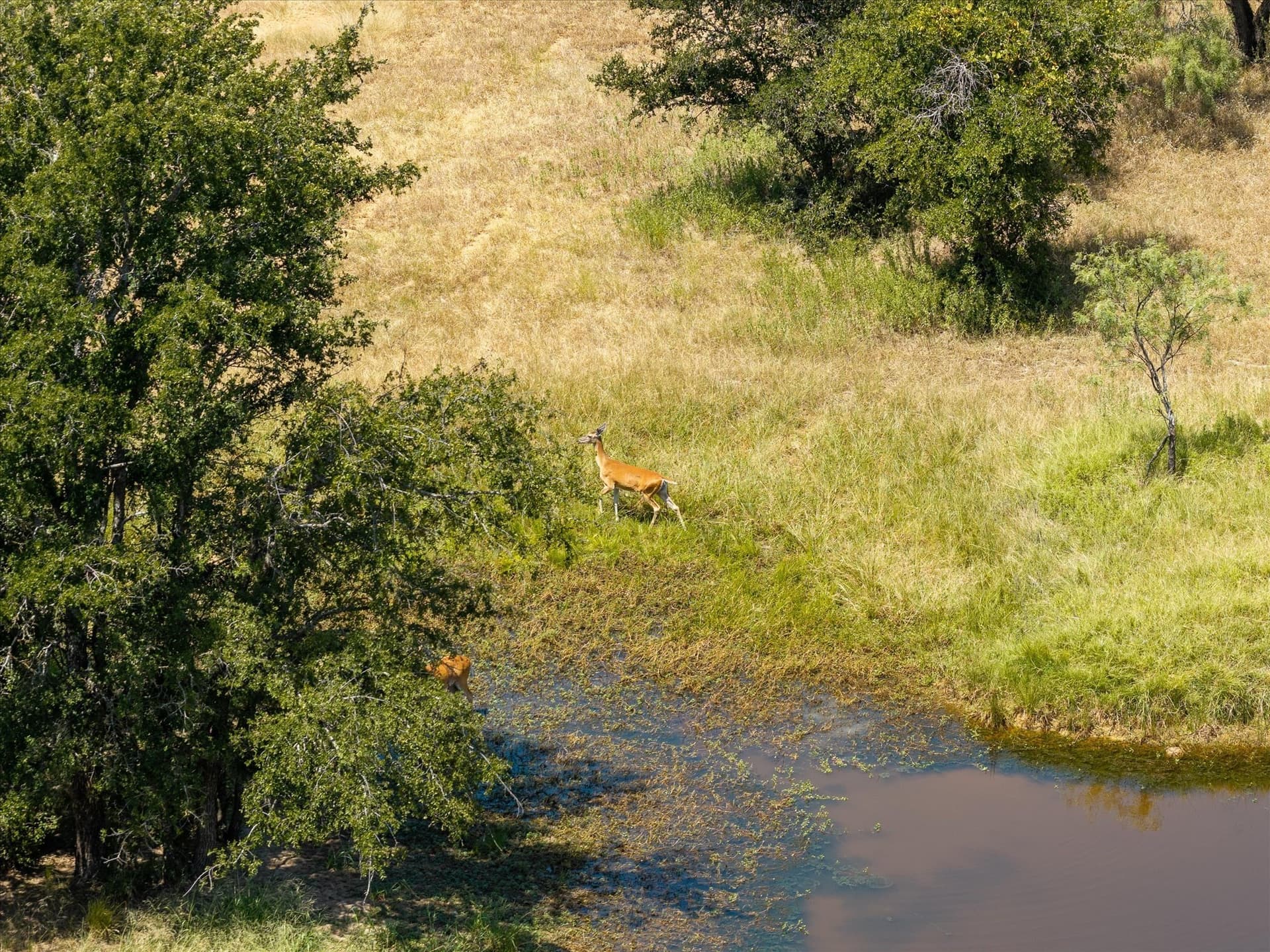 58.22 acres in Erath County - photo 10