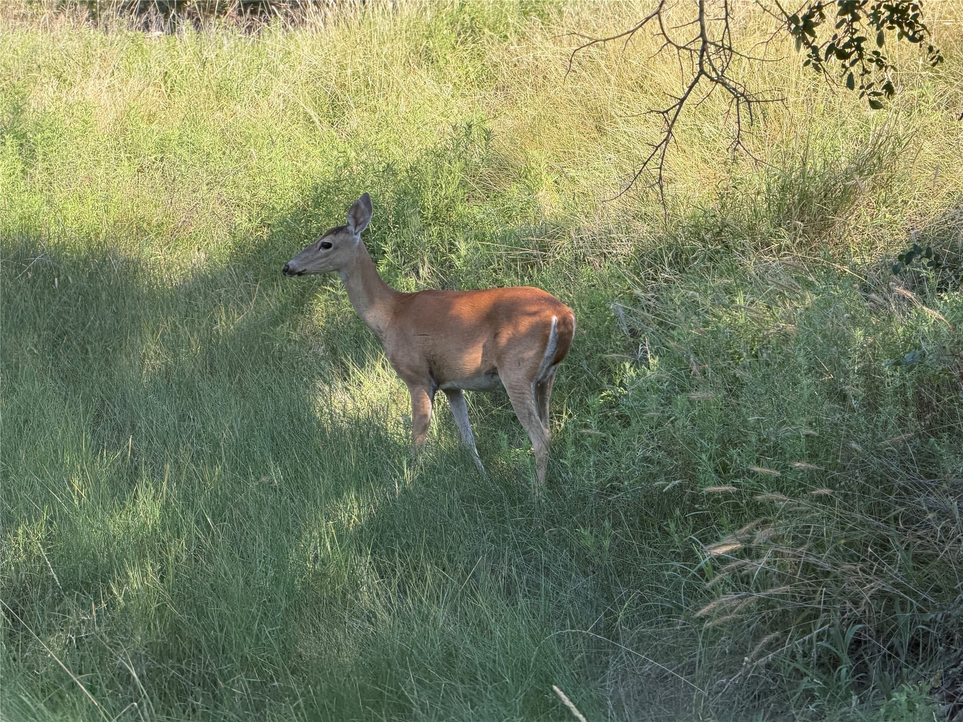 10.09 acres in Bosque County - photo 32