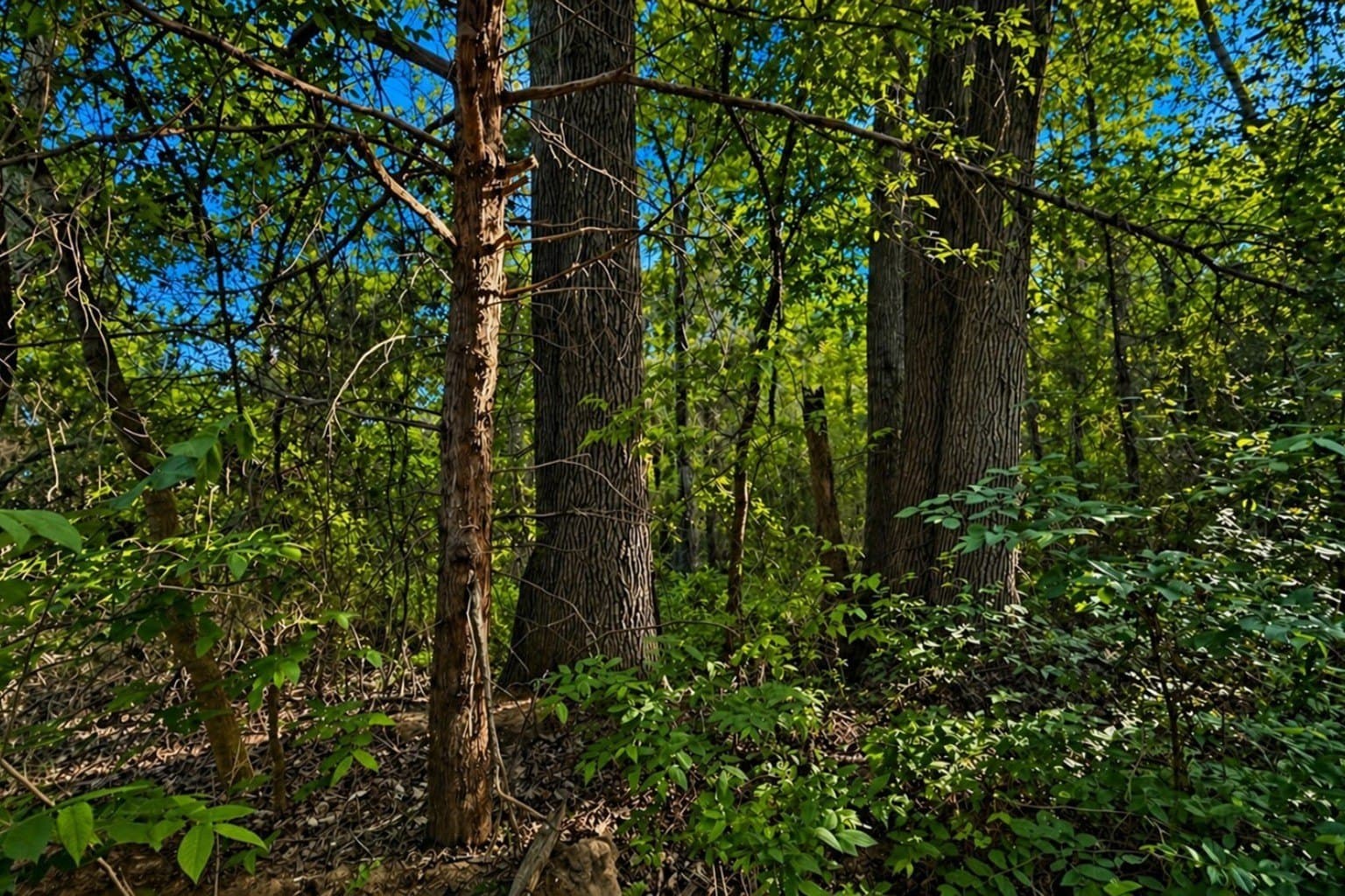 20 acres in Wood County gallery image 4