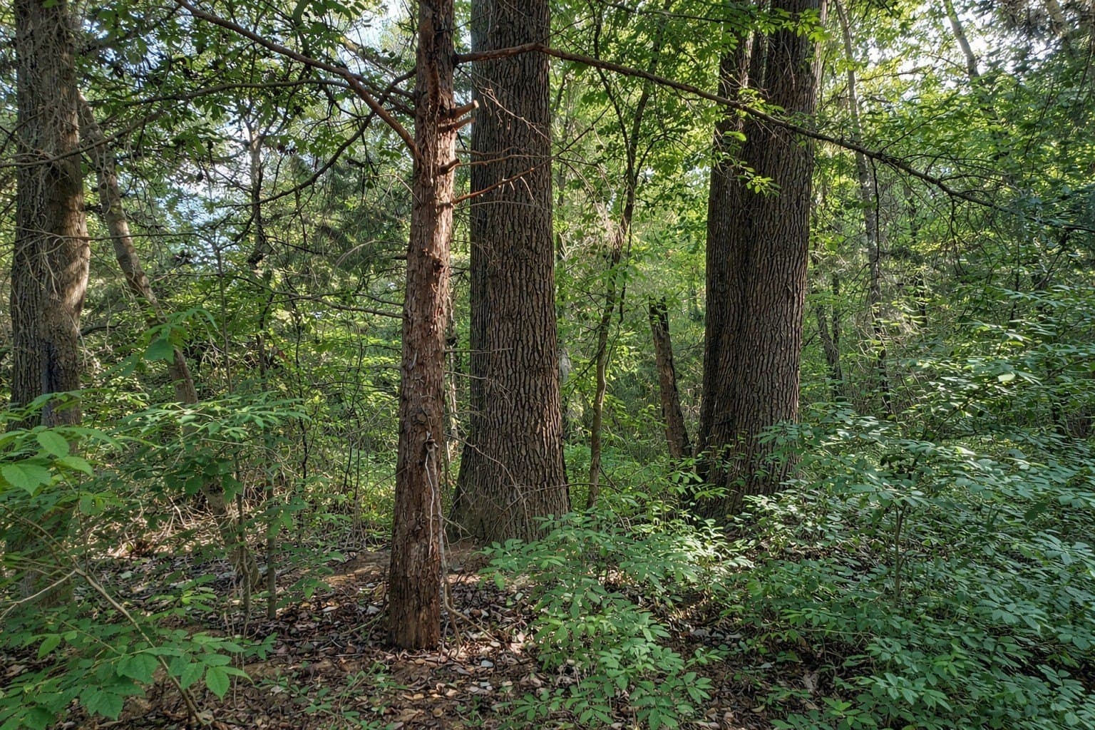20 acres in Wood County - photo 8