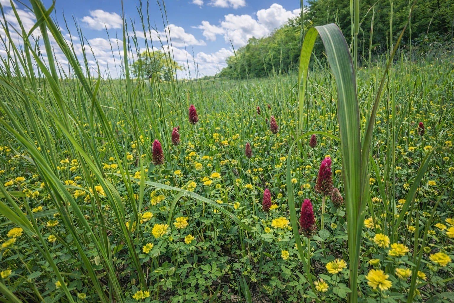 20 acres in Wood County - photo 10