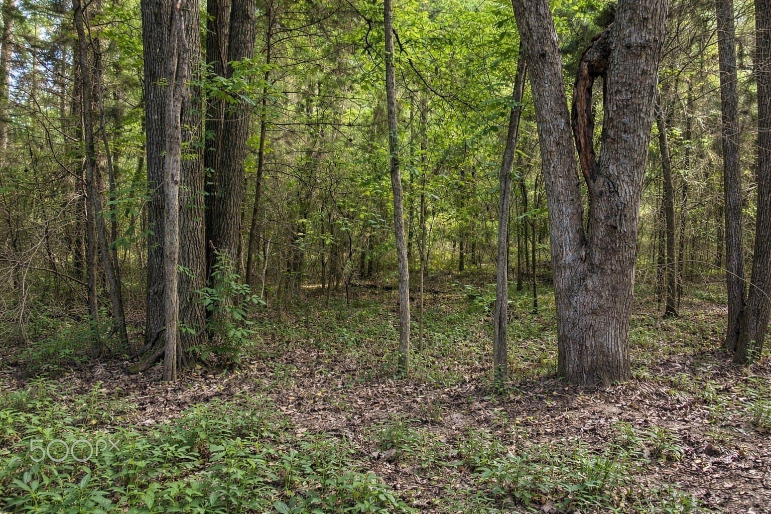 20 acres in Wood County - photo 7