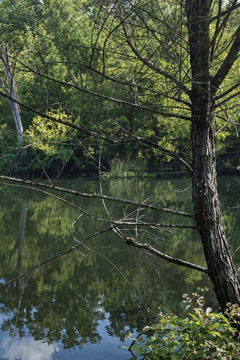 20 acres in Wood County gallery image 2