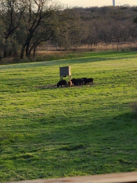 40.7 acres in Callahan County gallery image 2