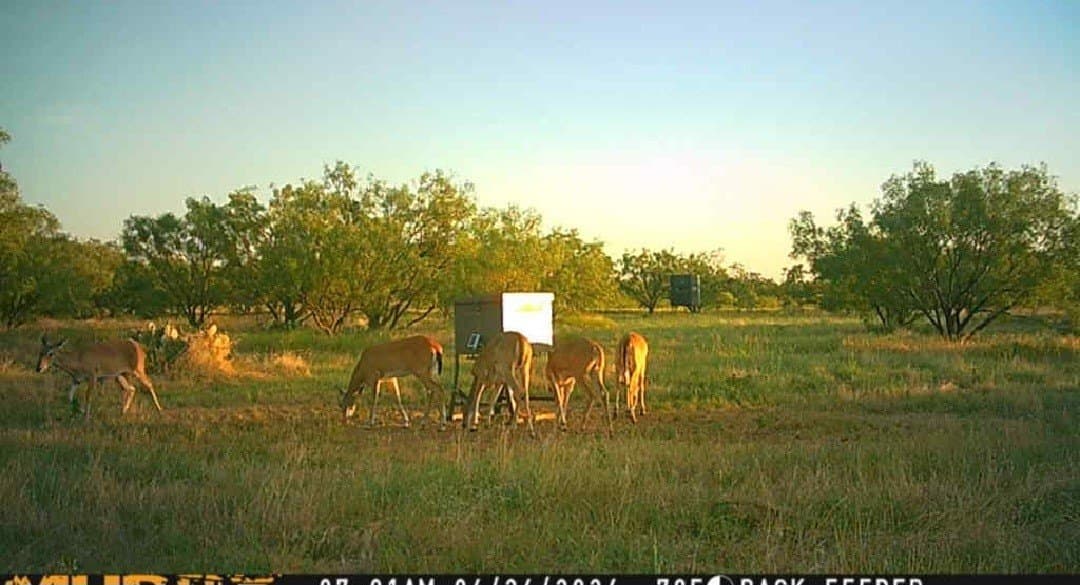 40.7 acres in Callahan County gallery image 4
