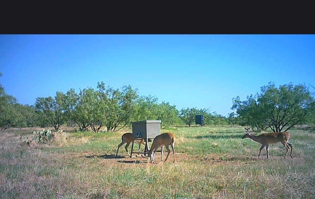 40.7 acres in Callahan County