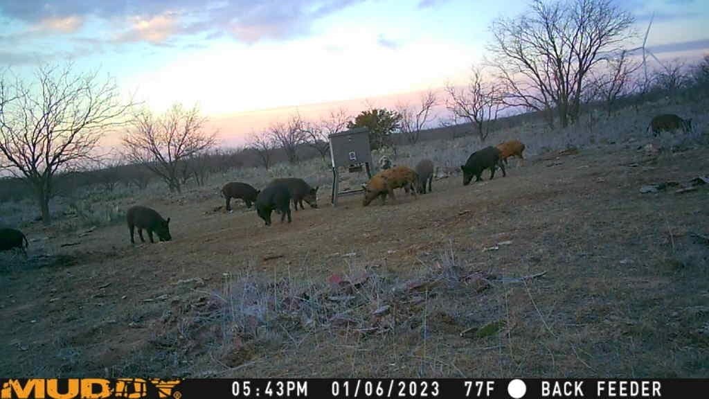 40.7 acres in Callahan County gallery image 3
