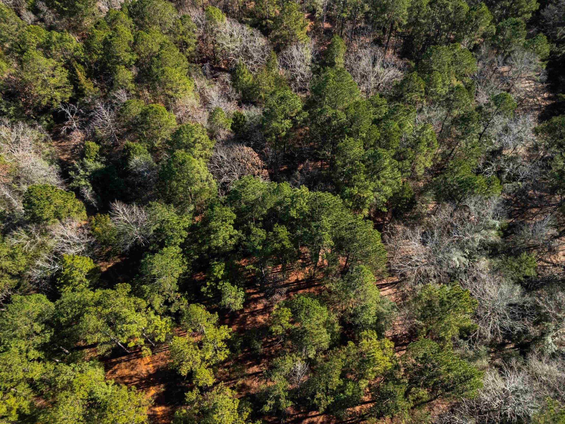 33.5 acres in Rusk County gallery image 2