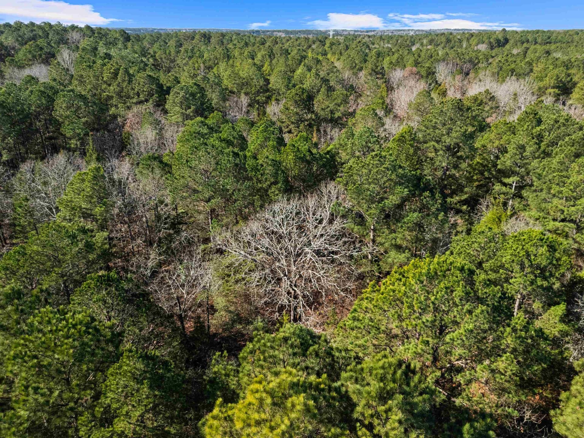 33.5 acres in Rusk County gallery image 4