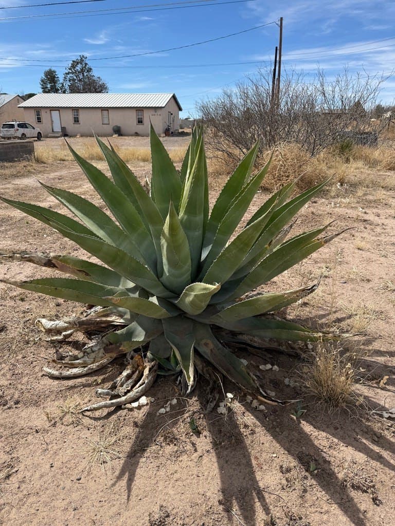 0.32 acres in Presidio County gallery image 2