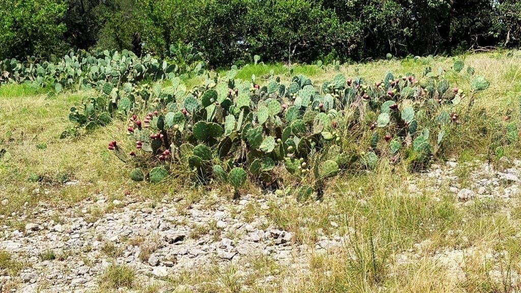 119.32 acres in Burnet County featured view