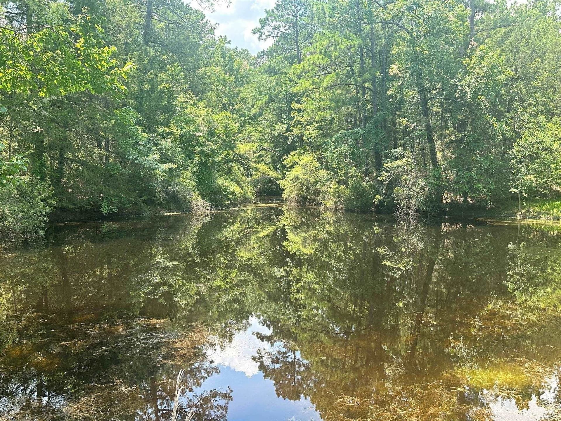 16.54 acres in Tyler County gallery image 2