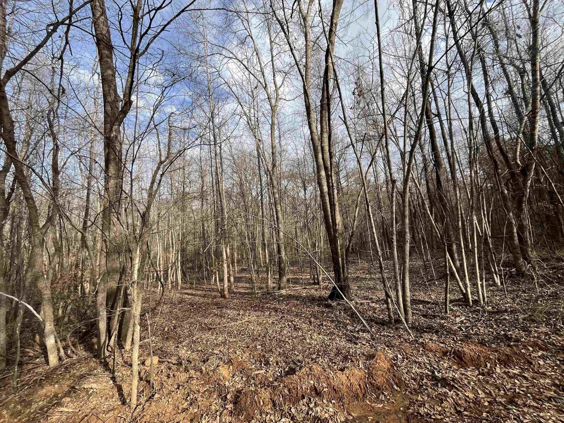 16.02 acres in Gregg County gallery image 3