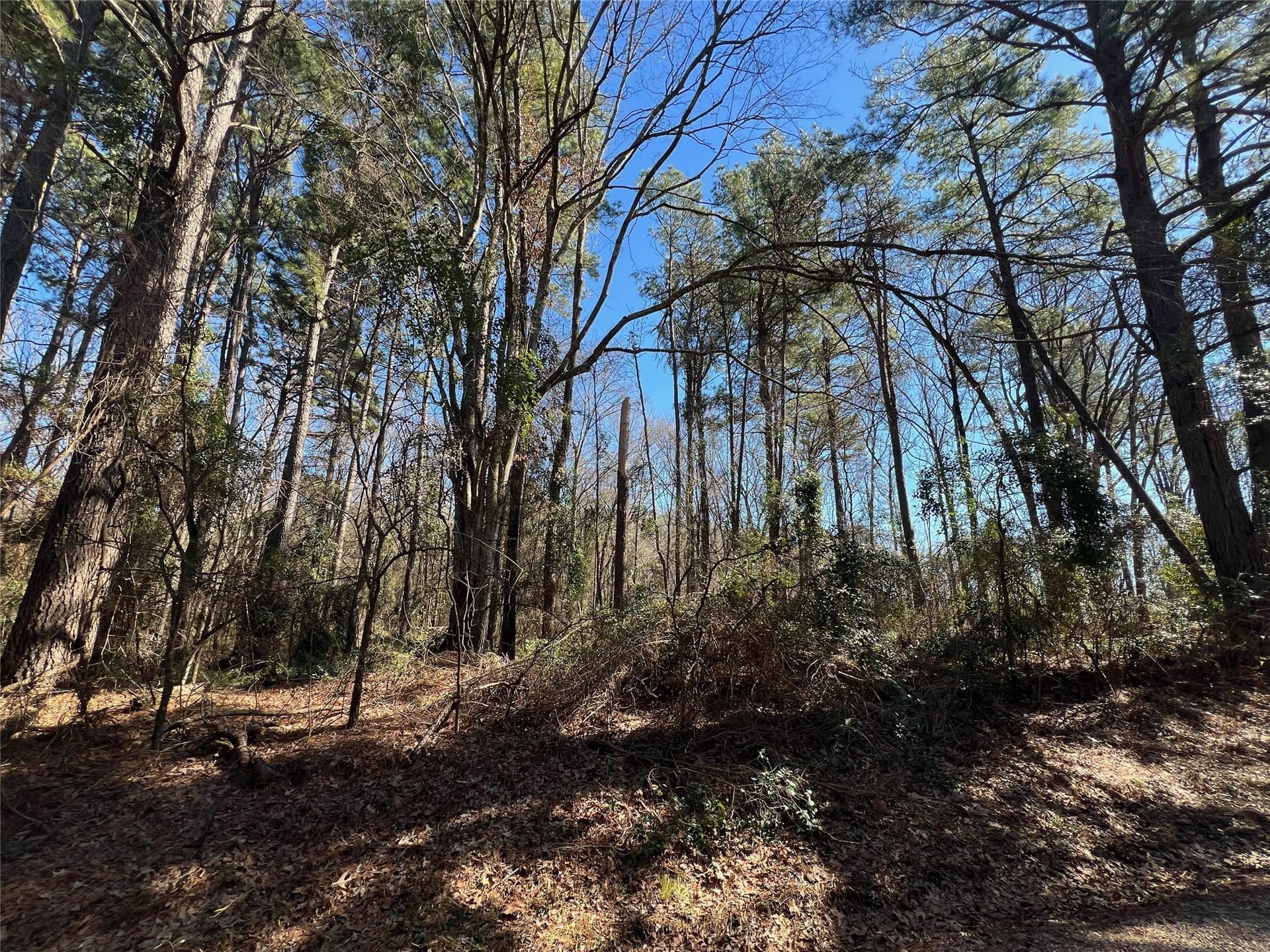 20 acres in Camp County gallery image 3