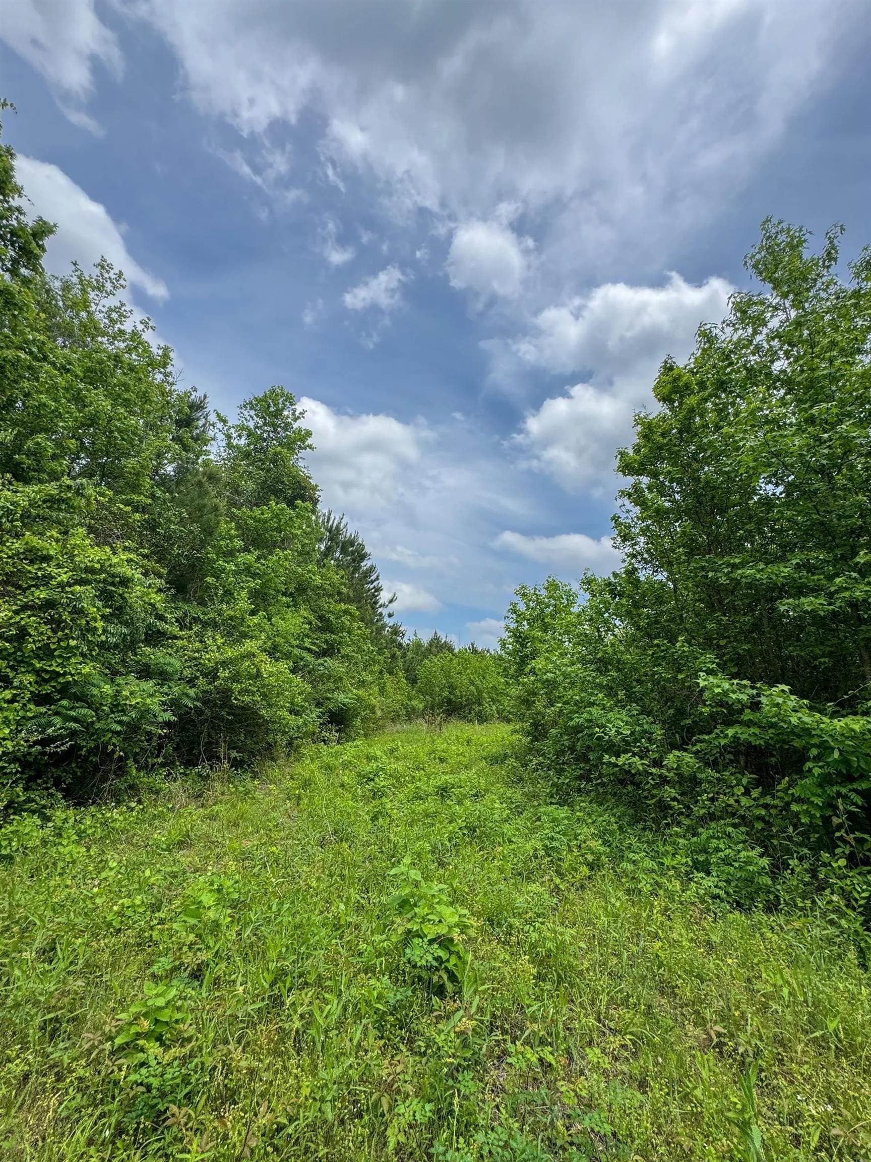 36.7 acres in Cass County featured view