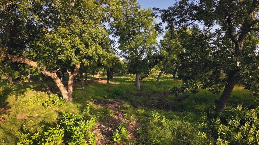 17 acres in Gillespie County gallery image 2