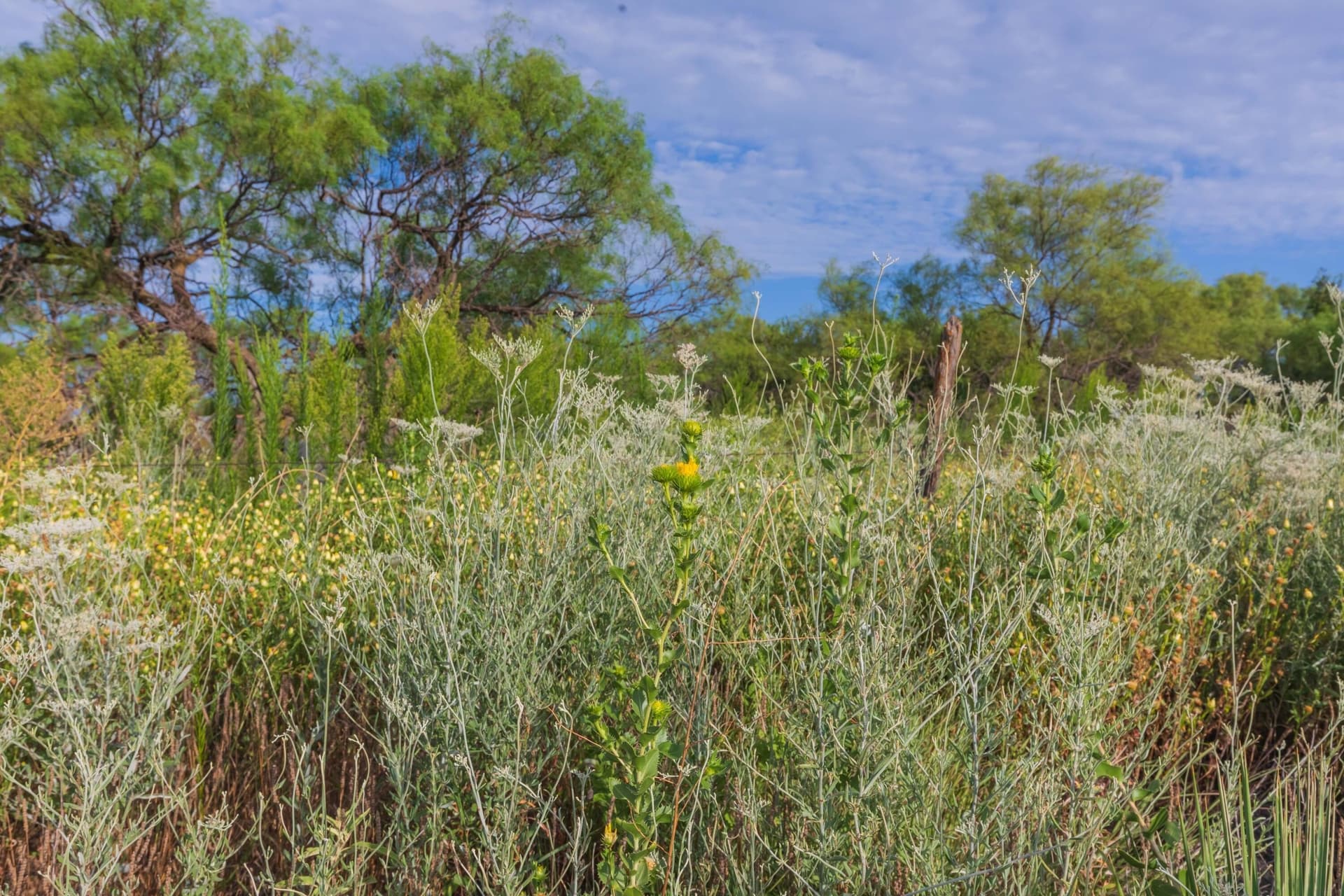 36.57 acres in Donley County gallery image 4