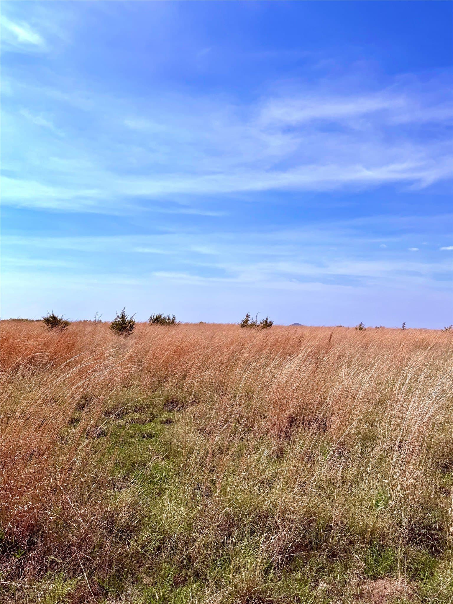 20 acres in Mills County gallery image 4