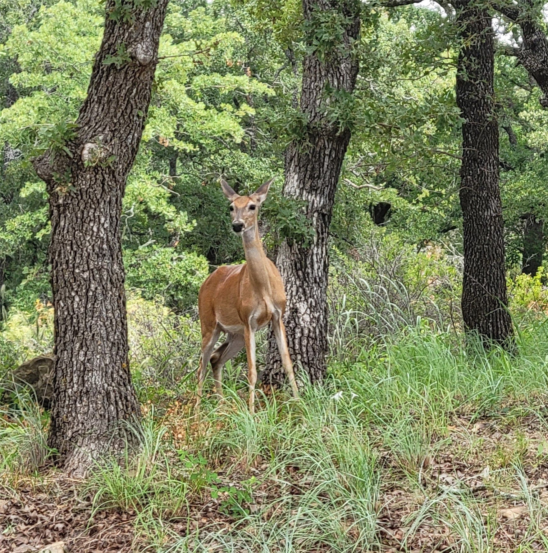 1.5 acres in Montague County - photo 11