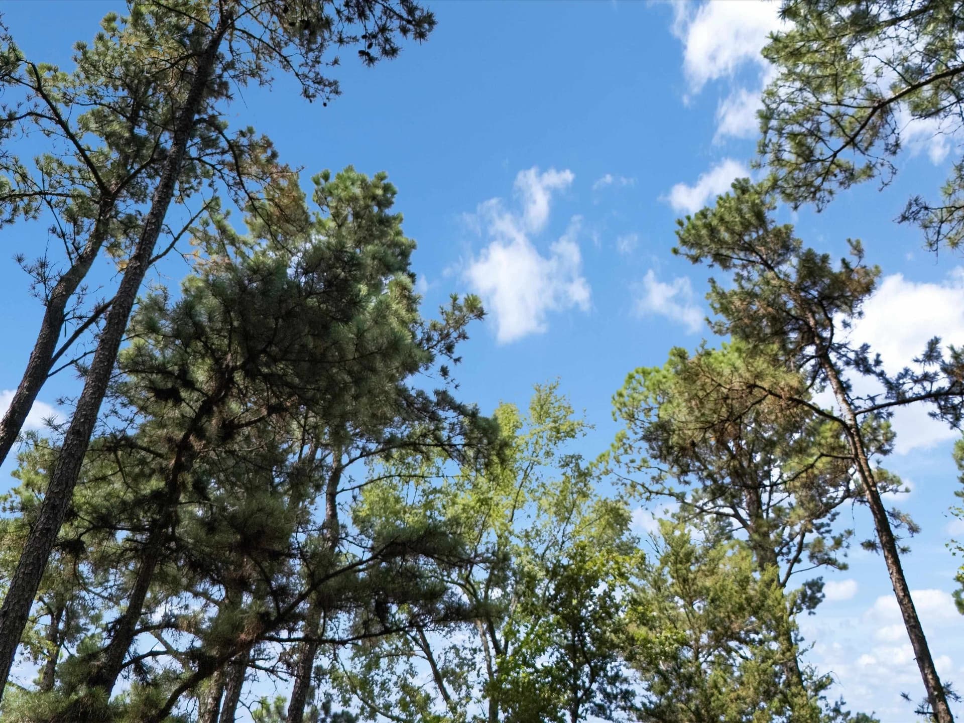 5.5 acres in Upshur County - photo 8