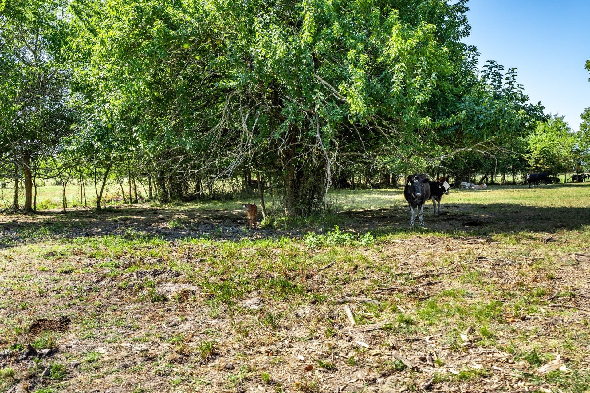 100 acres in Hopkins County - photo 30