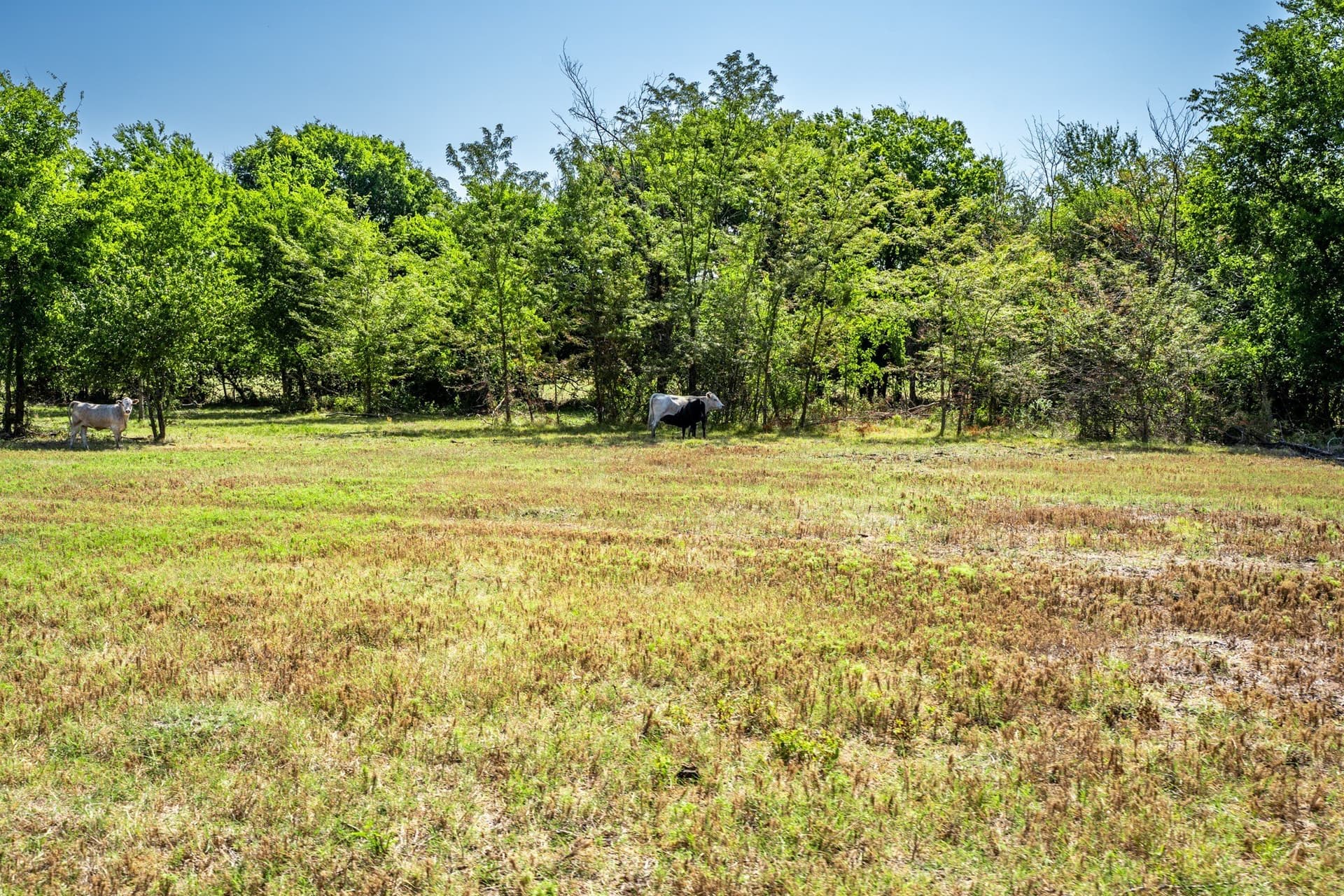 100 acres in Hopkins County - photo 36