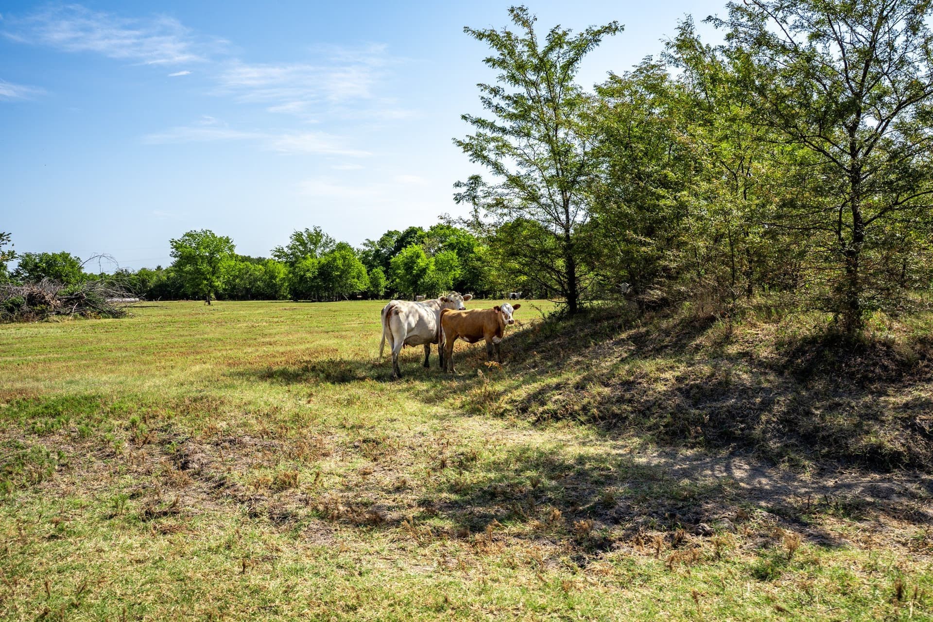 100 acres in Hopkins County - photo 37